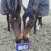 Paddock Likit