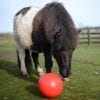 Snak-a-Ball