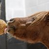 Likit Granola Stall Ball